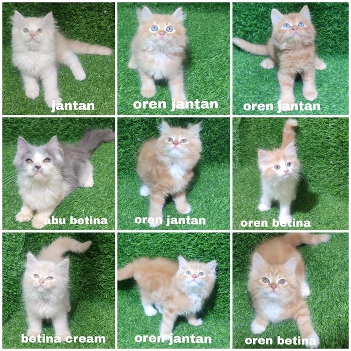 Jual Kitten Persia Anak Kucing Angora Flatnose - 1 Ekor Kucing dengan Pilihan Warna Jantan, Oren Jan