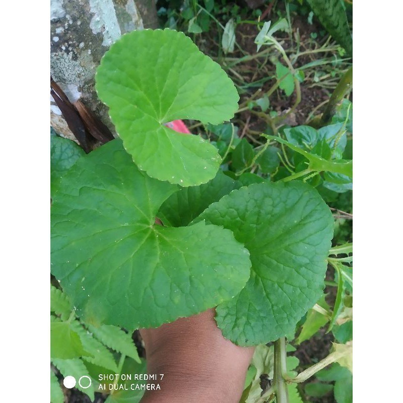 

antanan segar/pegagan fres/500gram Berkah_herbal Co