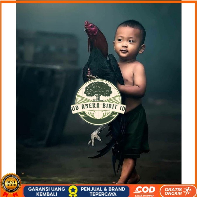 

5 BIJI TELUR RAJA SAIGON PROMOO KERAS.MURAHH UD ANEKA BIBIT ID