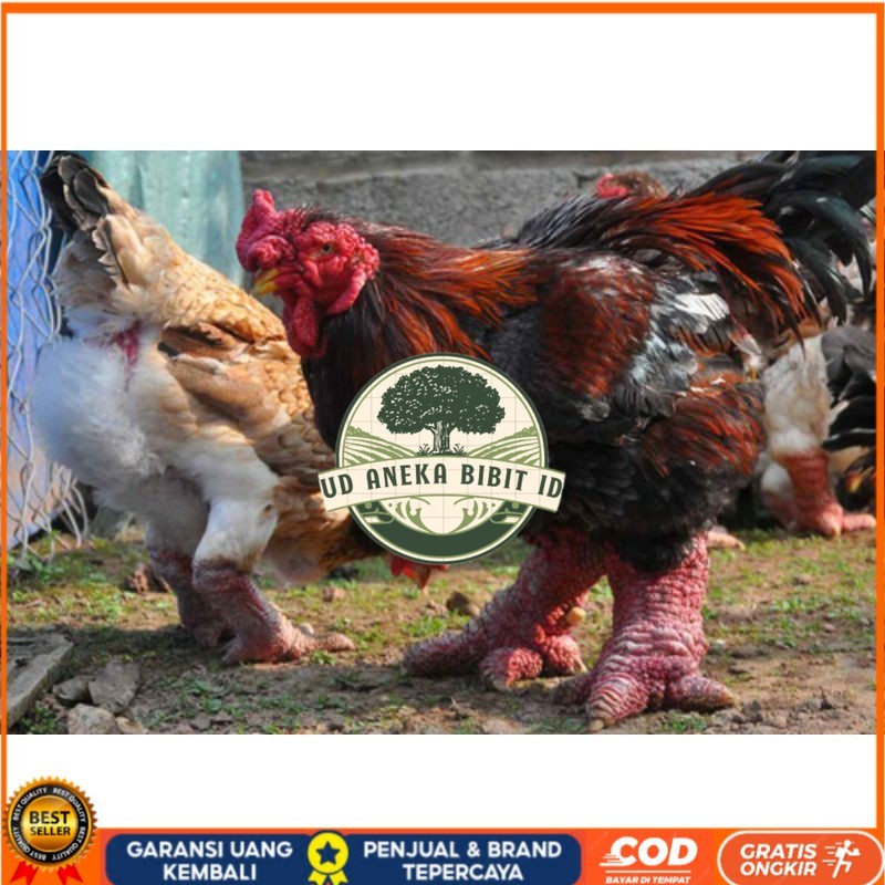 

TELUR AYAM DONG TAO / KAKI GAJAH DARI VIETNAM untuk di tetaskan UD ANEKA BIBIT ID