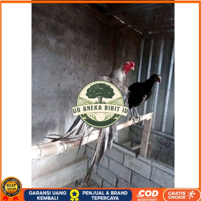 Telor Ayam Bangkok Ekor Lidi Telur Ayam Hias Fertil hanya untuk ditetaskan UD ANEKA BIBIT ID