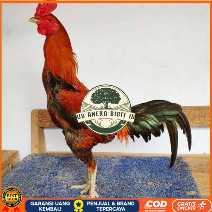 

Telur ayam bangkok pama mangon petarung fertil asli UD ANEKA BIBIT ID