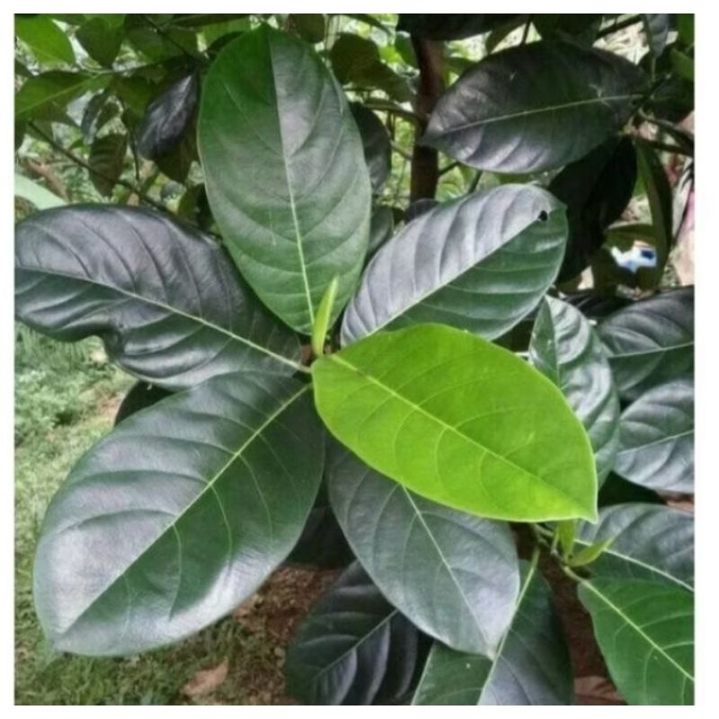 

new.. daun nangka kuning herbal alami 100 lembar