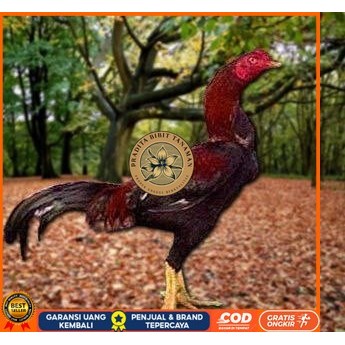 

Telur Ayam Pakhoy Full Brakot Ori Siap Di Tetaskan Jaminan Super Oiginal Bergaransi PRADITA BIBIT TANAMAN