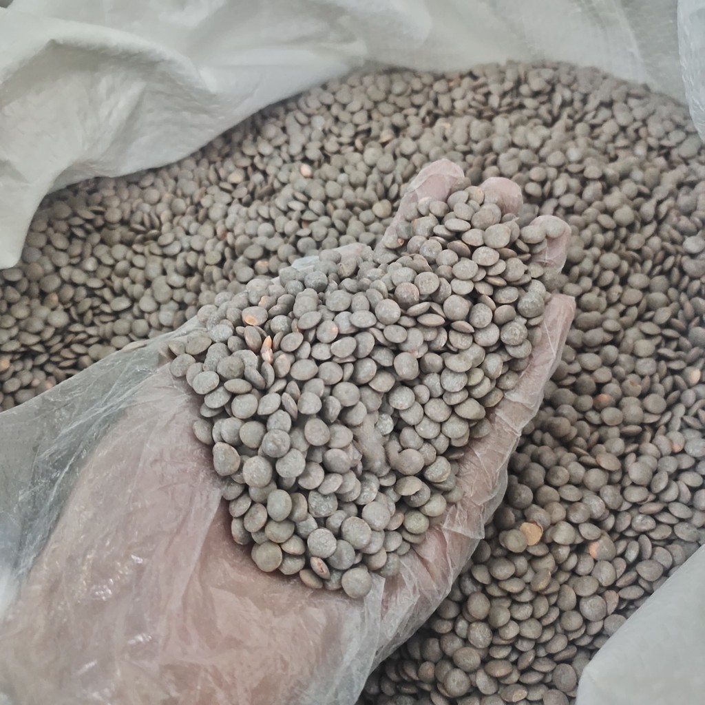 

LENTIL COKLAT 1KG
