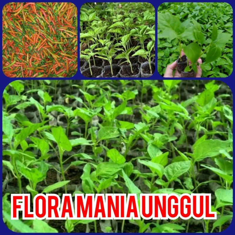 tebus murah Bibit cabe rawit  cabe kecil super full akar siap tanam