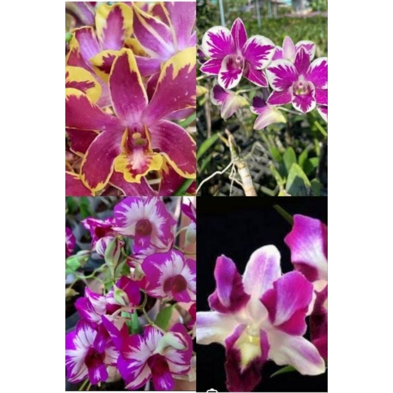 Promo paket 4 anggrek dendrobium splase, anggrek koleksi, anggrek langka ,anggrek viral