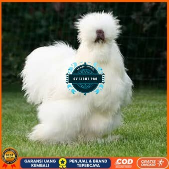 

Telur ayam kapas hias fertil siap ditetaskan CV LIGHT PRO
