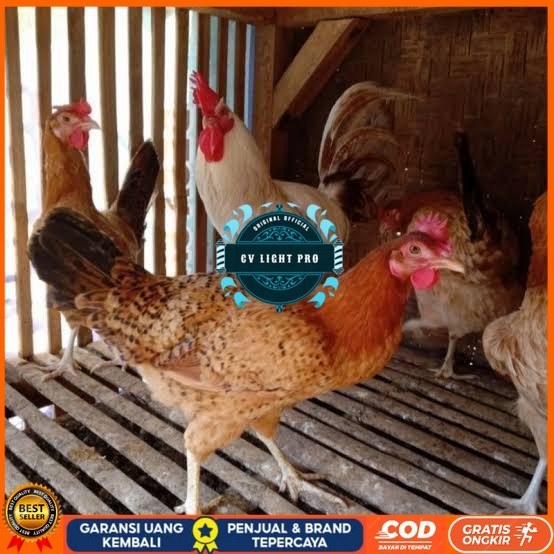 

Telur ayam elba petelur handal fertil siap ditetaskan - telur-ayam-elba CV LIGHT PRO