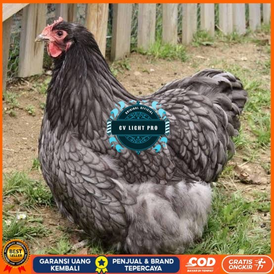 

Telur ayam bantam chocin / telur ayam hias / telur fertil siap cod CV LIGHT PRO