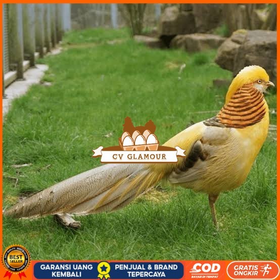 

Telur ayam hias ringneck yellow pheasant fertil asli CV GLAMOUR
