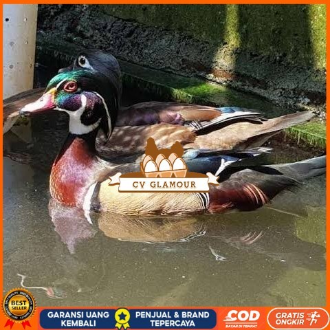 

Telur bebek hias caroline duck fertil untuk ditetaskan Langsung CV GLAMOUR