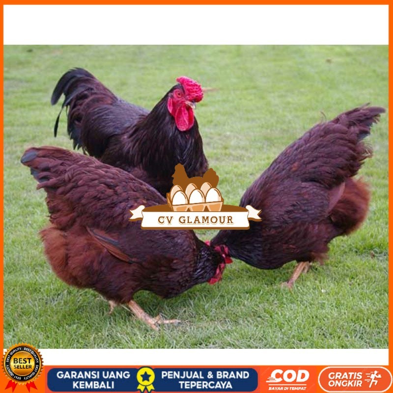 

TELUR AYAM RIR / RHODE ISLAND RED PURE LINE UNTUK DI TETASKAN CV GLAMOUR