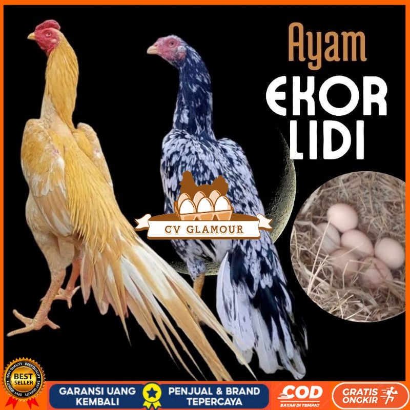 

telur ayam ekor lidi asli original bisa untuk di tetaskan CV GLAMOUR