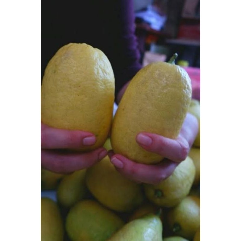 

DISKON GILA Jeruk Lemon Jumbo