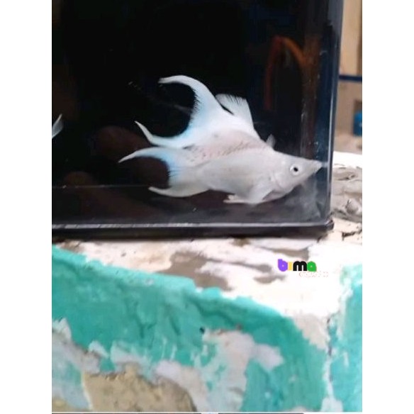 molly platinum balon cawang lyertail trio 1 jantan 2 betina indukan hiasan aquarium aquascape cod