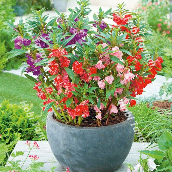 murah bibit bunga pacar banyu bibit bunga pacar air bibit pacar air bibit pacar banyu daun pacar air