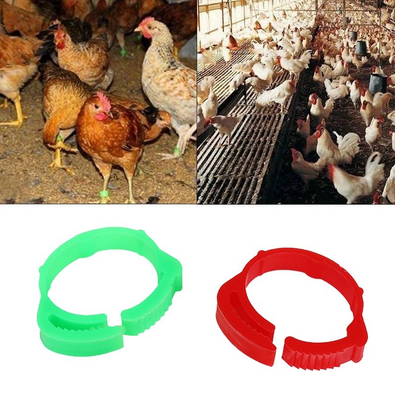 NEW - ISI 50 GELANG KAKI ANAK AYAM GELANG UNTUK AYAM GELANG KAKI AYAM BANGKOK RING AYAM BANGKOK