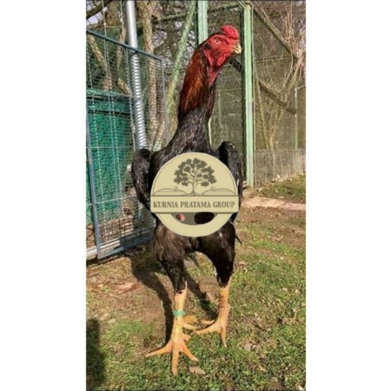 

TELUR AYAM RAINBOW UNTUK DI TETASKAN KURNIA PRATAMA GROUP