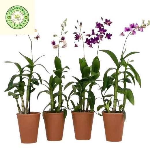 (PROMO BISA COD) Bunga Anggrek Dendrobium Orchidfays. Tanaman Hias Hidup - Ungu - Merah