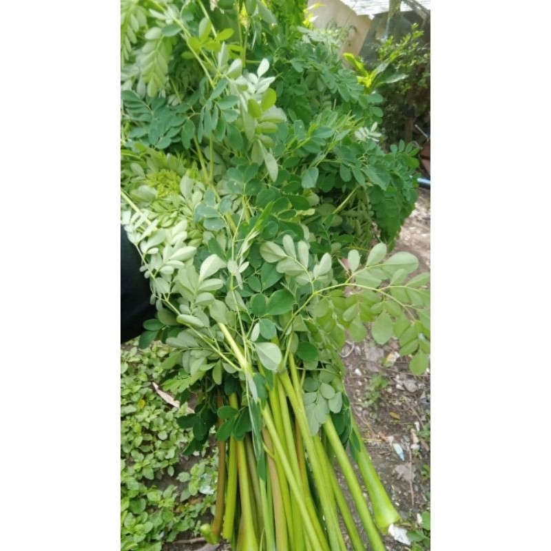 

daun kelor segar 100gram S. H