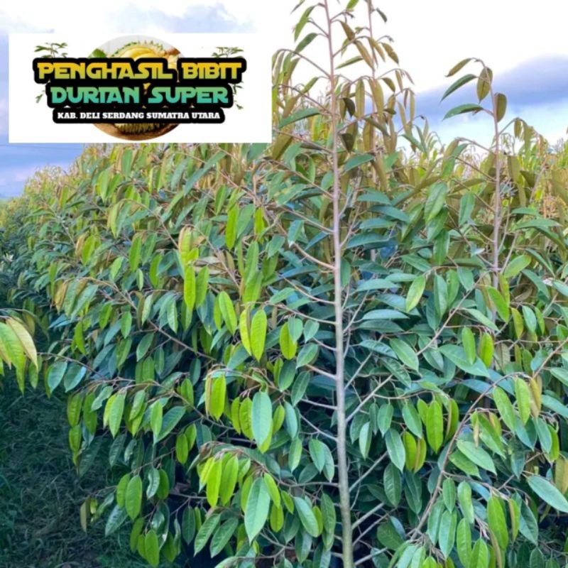 Bibit Durian Kaki 3 Unggul Tinggi 2 Meter Siap Berbuah