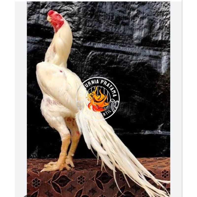 TELUR AYAM HIAS ASEEL ORI UNTUK DI TETASKAN UD KURNIA PRATAMA