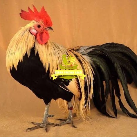 

Telur ayam phoenix onagadori / telur ayam hias fertil siap tetas KURNIA PRATAMA ABADI