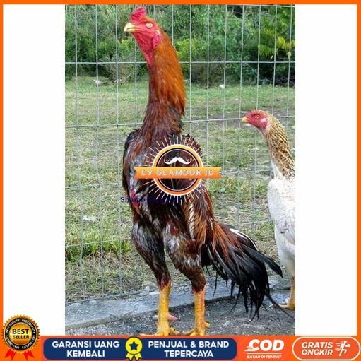 

Telur ayam shamo jepang bangkok aduan fertil siap ditetaskan - ayam-shamo CV GLAMOUR ID