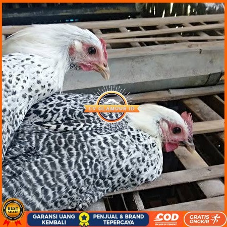 

Telur ayam arab / telur ayam hias / telur fertil siap kirim CV GLAMOUR ID