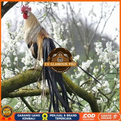 

Telur ayam phoenix onagadori / telur ayam hias fertil siap kirim CV GLAMOUR PRO