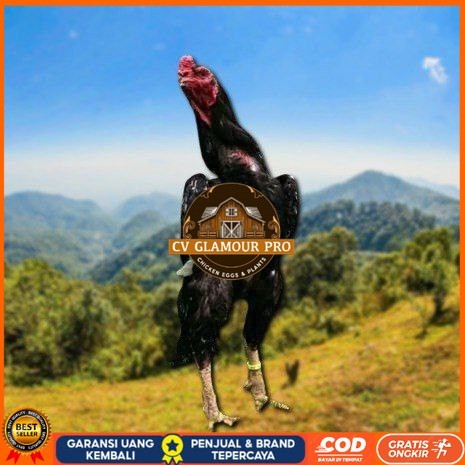 

telur ayam cos shamo ori bisa untuk di tetaskan CV GLAMOUR PRO