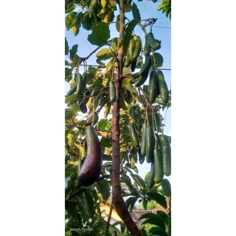 

alpukat tanpa biji vietnam 1 meter up