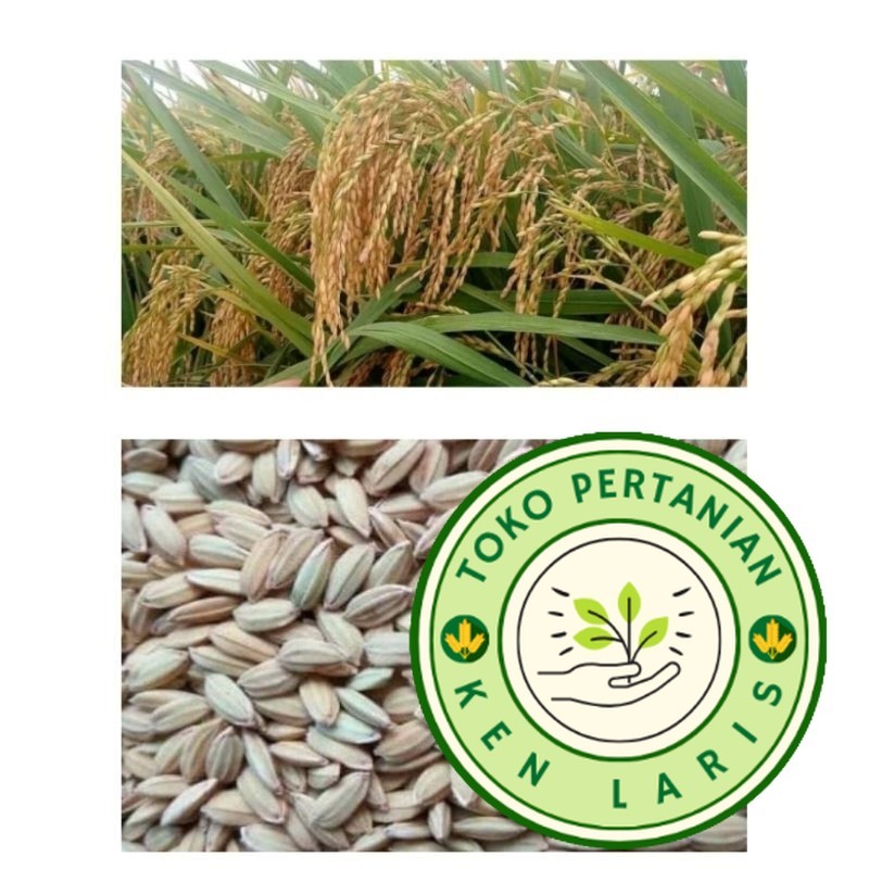 

READY STOK!! 1kg benih bibit padi ketan putih grendel super (B.B.19)