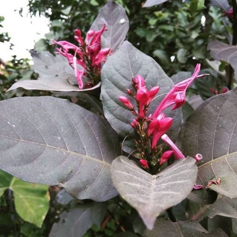

DAUN UNGU / DAUN HANDEULEUM OBAT WASIR SEGAR FRESH PERLEMBAR /HELAI DUNIA HERBAL