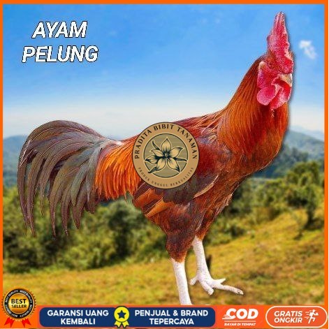 

telur ayam pelung jumbo super untuk di tetaskan PRADITA BIBIT TANAMAN