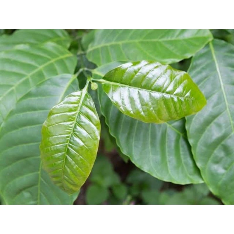 

BMB+ Daun Kopi Segar 250gr / Daun Kopi Kawa / Kopi Kawa Daun / Daun Kopi Robusta Original