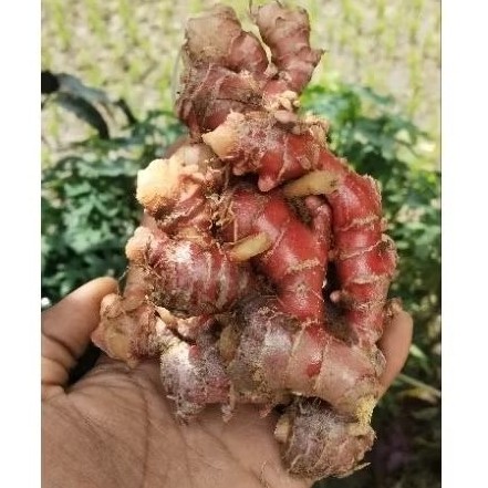

Jahe Merah Fresh 1Kg