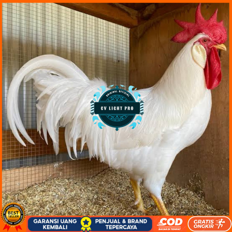 

TELUR FERTIL AYAM WHITE LEGHORN PETELUR HANDAL UNTUK DI TETASKAN CV LIGHT PRO