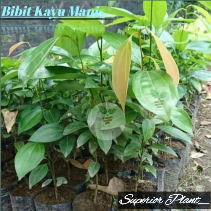 BIBIT TANAMAN KAYU MANIS UNGGUL