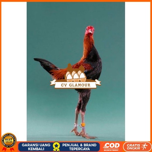 

TELUR AYAM HIAS MGB MODERN GAME BANTAM UNTUK DI TETASKAN CV GLAMOUR