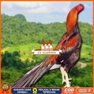 

PAKET 3 BUAH TELUR AYAM BANGKOK EKOR LIDI (FRESH) CV GLAMOUR