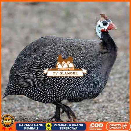 

Telur ayam mutiara / telur ayam hias / telur fertil siap kirim CV GLAMOUR