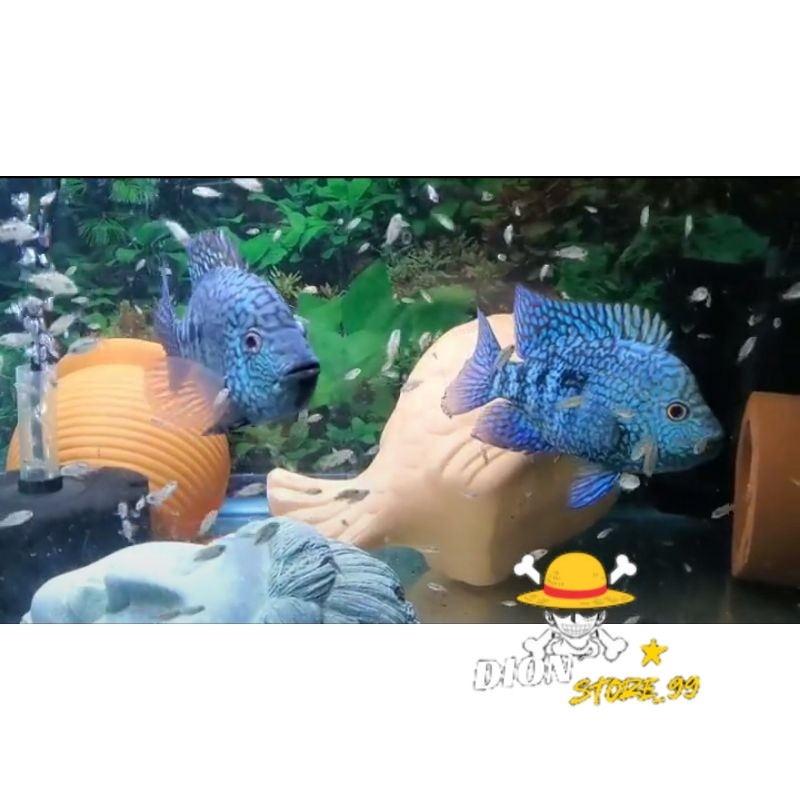 green texas cichlid size 6-7 cm