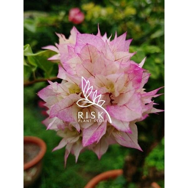 Bougenville Hawai Putih Daun Hijau