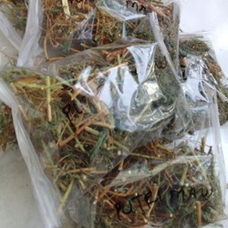 

Sahabattani Akar Batang Daun Putri Malu Kering 500gram Murah ( Putri Malu Utuh )