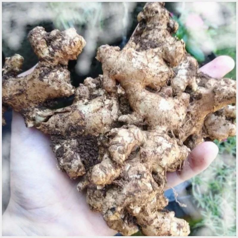 

Jahe Emprit Ponorogo 1Kg