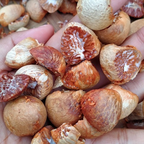 

Korehcok Pinang Muda Kering Jambe Muda Iris Kering 1kg Herbal