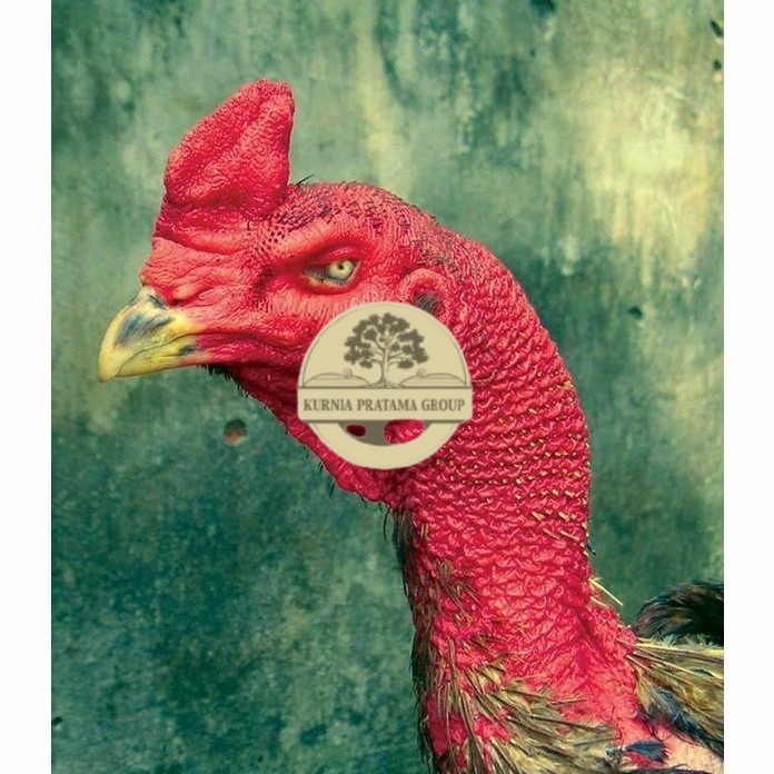 

telur ayam petarung saigon fertil asli siap ditetaskan - ayam saigon KURNIA PRATAMA GROUP