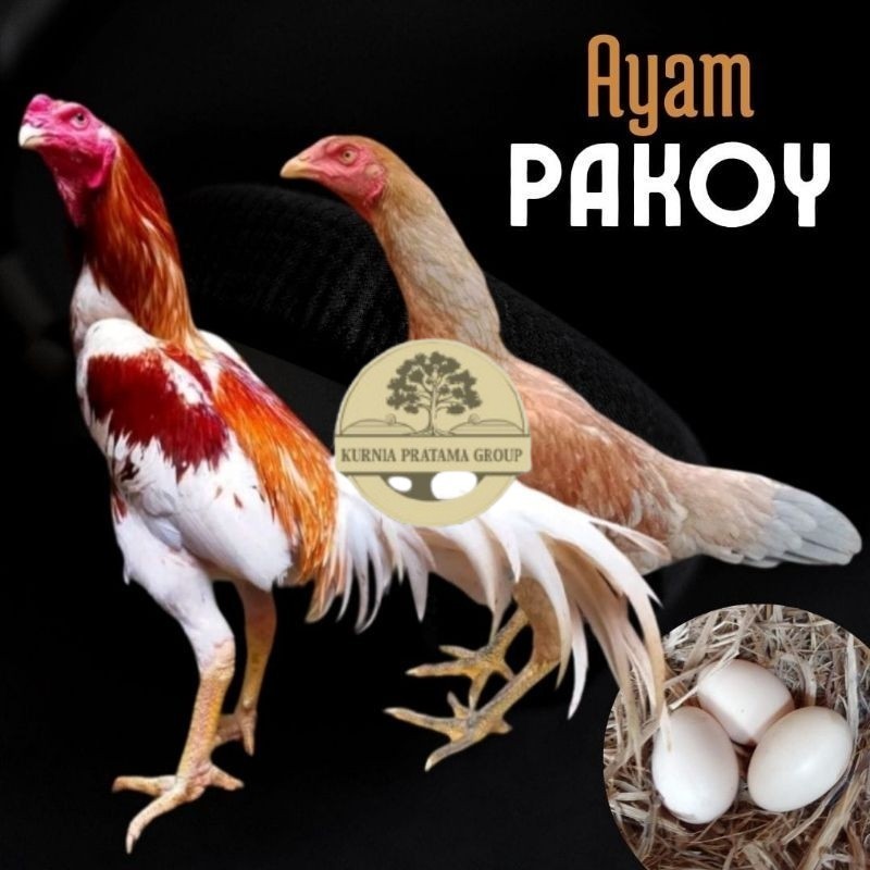 

telur ayam pakhoy ori thailand petarung untuk di tetaskan KURNIA PRATAMA GROUP